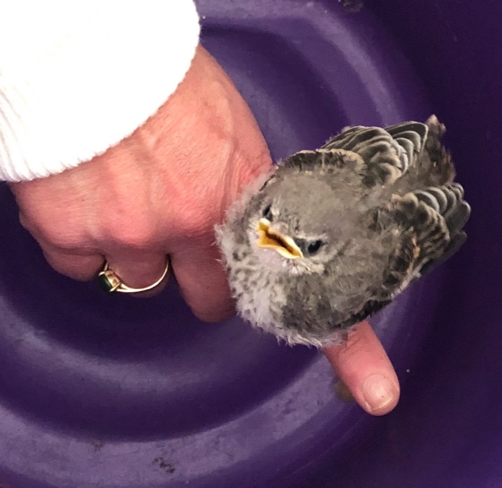 baby mockingbird on a finger