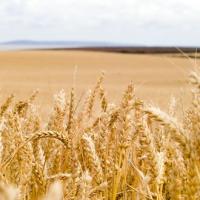 Midwest wheat field. Photo by Brett Jordan on Unsplash: https://unsplash.com/@brett_jordan 