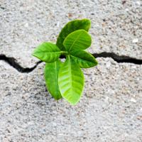 small plant growing from concrete