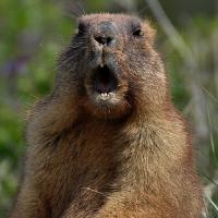 groundhog in tall grass