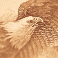 Illustration of a bald eagle