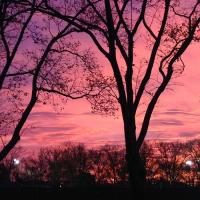 Street lights between trees at sunset