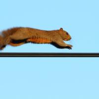 outages by squirrel on power line