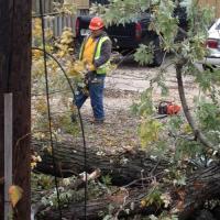 crews clearing a tree from a downed line