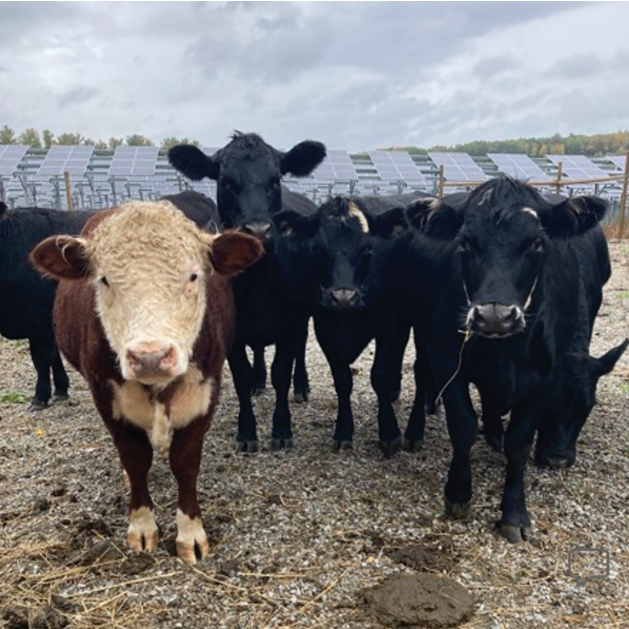 Cows in front of solar panels, from a New York Power Authority review of agrivoltaics
