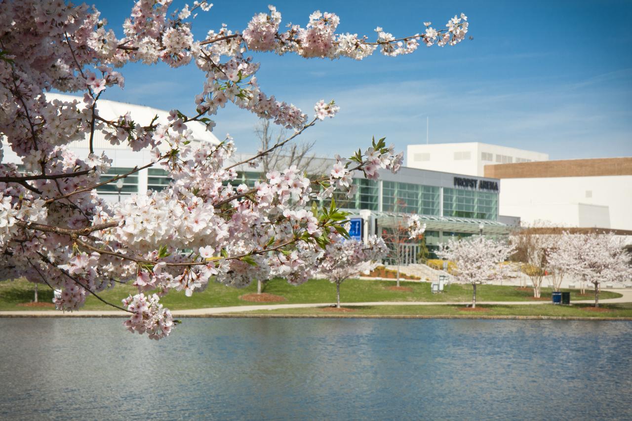 Huntsville Big Spring International Park Cherry Blossoms