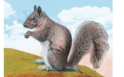 An open letter to squirrels