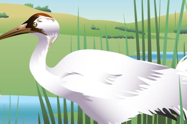 illustration of a whooping crane in a wetland