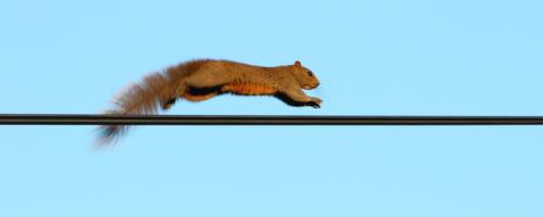 outages by squirrel on power line